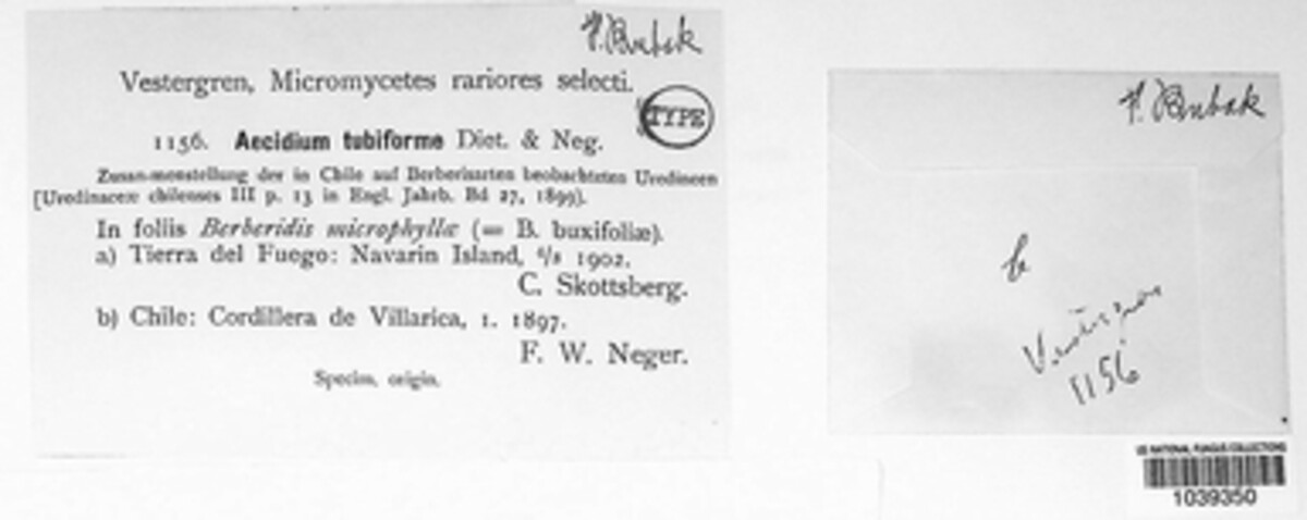 Aecidium tubiforme image